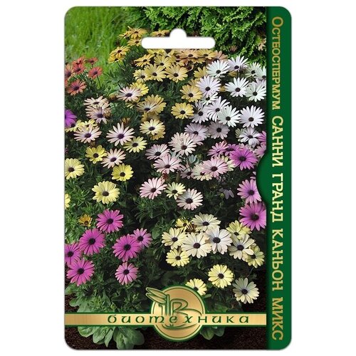 ���� ������ ������������� 