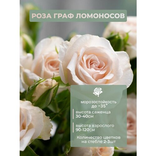 ���� ������� ���� ���� ��������, ������ �� 550 ���