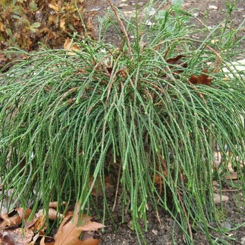     (Szkolka roslin A.M ()), 1    15-20 ,   1379 