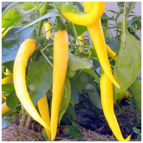 ���� ������ ������ ����� ������ ��������� ������� 5 ��., ������ �� 320 ���