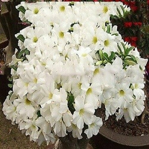  , Adenium Obesum Desert Rose White King,  , ,   394 