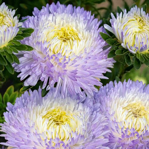 ���� ����� ����������� ������ �����, �������� �������� ����� ��� ������, ������� �������� �� ������������ ����� ������, 10 �����, ������ �� 300 ���