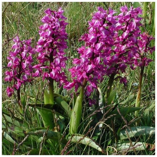 ���� ������ ������ �������� ��������� 500 ��., ������ �� 350 ���