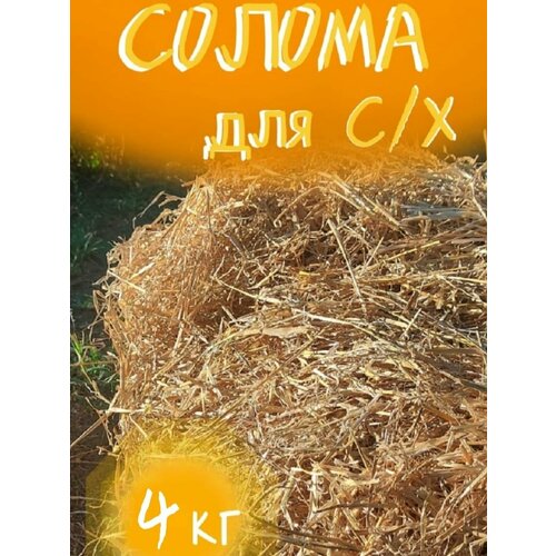 ���� ������ ��� �������� 4 ��. ��������� ������. ������ 2024�. ������ ��� ��������� ���������., ������ �� 890 ���