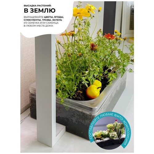   -   /   /   Vegebox V-Frame,   5299 