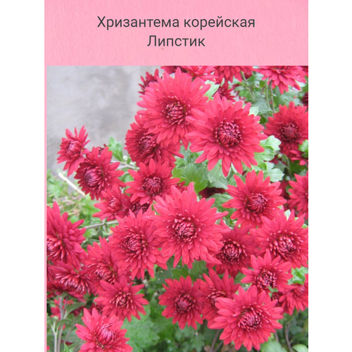 ���� ���������� ��������� �������, ������ �� 574 ���