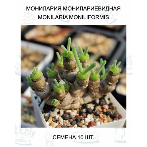 ���� ��������� ������ 10 ��., ������ �� 599 ���