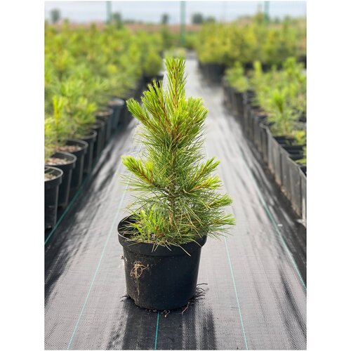 ���� ������� ����� (����� ��������� ��������) �������� �����������, ������ �� 2950 ���