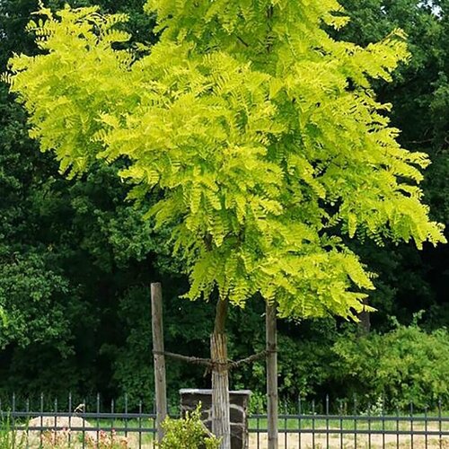 ���� ����� ������ (������� ��������������) ��������, ������, 25 ��, ������ �� 372 ���