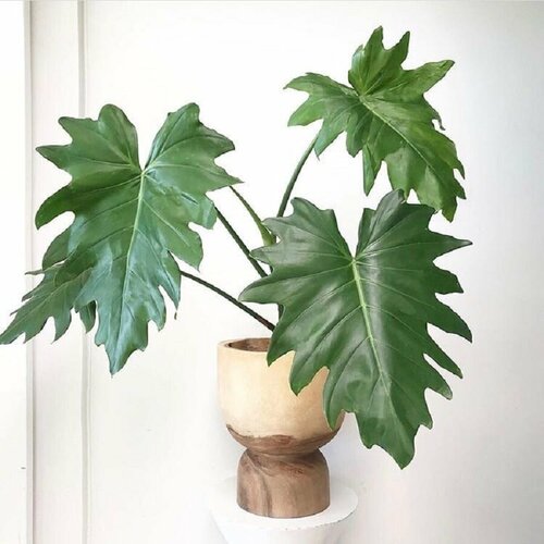   , Philodendron Lacerum, ,   432 