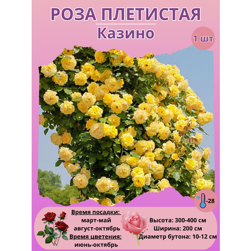 ���� ���� ��������� ������, ����������� �����, ������ �� 450 ���