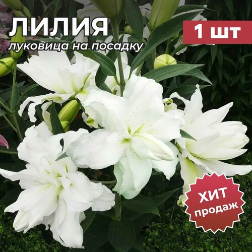 ���� �����, �������� ����� 