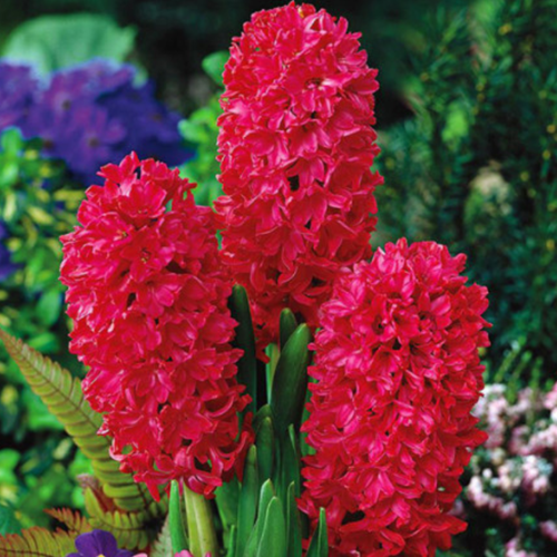   , hipollino flowers,  SCARLET PEARL (2 ),   340 