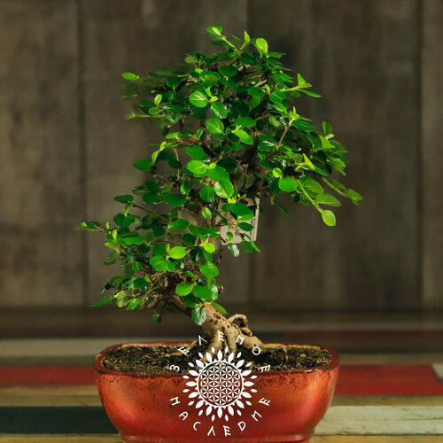     () (. Cotoneaster serotinus) 20,   370 