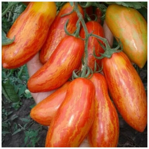 ���� ������ ������ ����� �������� 10 ��., ������ �� 250 ���