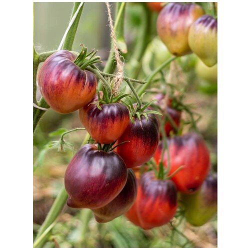      (Sgt Peppers), 10 ,   350 