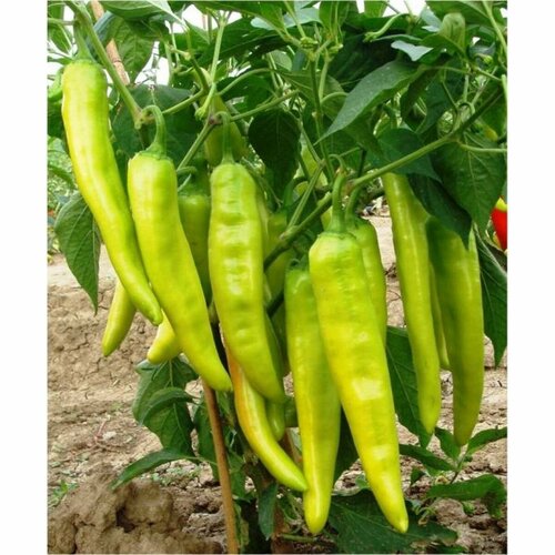        (Tsitsak), 5 ,   315 