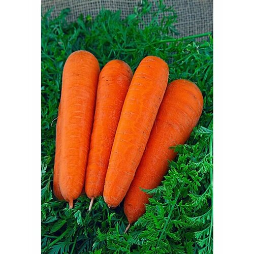 ���� ������ ������� 