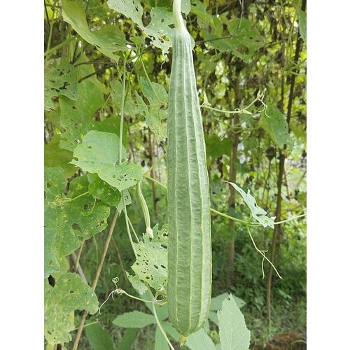 ���� ������ ����� �������������� (Luffa acutangula), 5 ����, ������ �� 400 ���