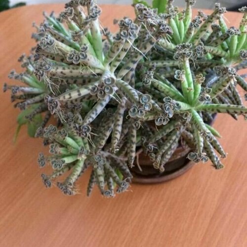 ���� �������� �������������, Kalanchoe Tubiflora, ������, ������ �� 452 ���