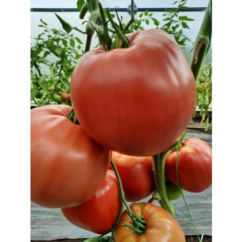 ���� ������������� ������ ������ �- ������, ������ �� 102 ���