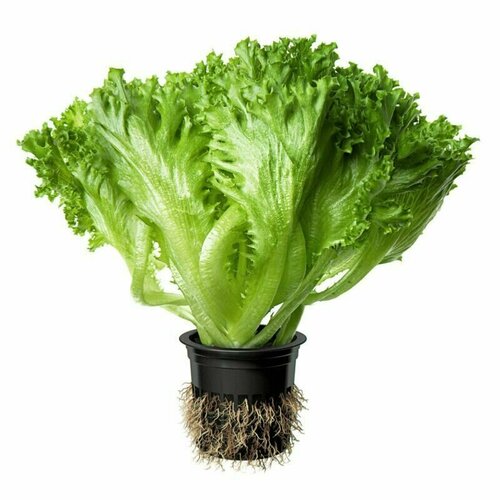 ���� ����� ��� ���, ��������� ������ �������� ����� ���� ������� � ���������� ������� �������� �������� ��� ������� �����������, 20 �����, ������ �� 259 ���