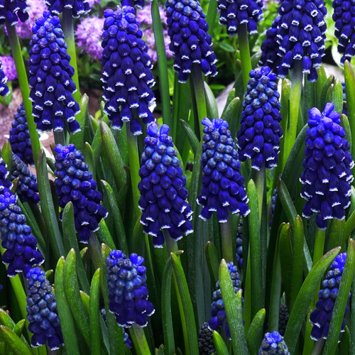   DARK EYES (10 ),   477 