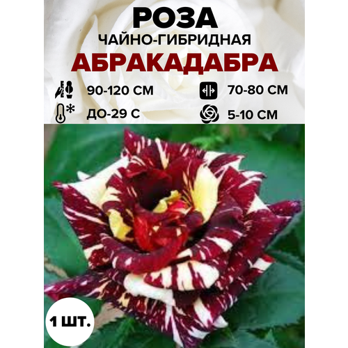 ���� ���� ����������� �����-��������� 1 ��., ������ �� 450 ���