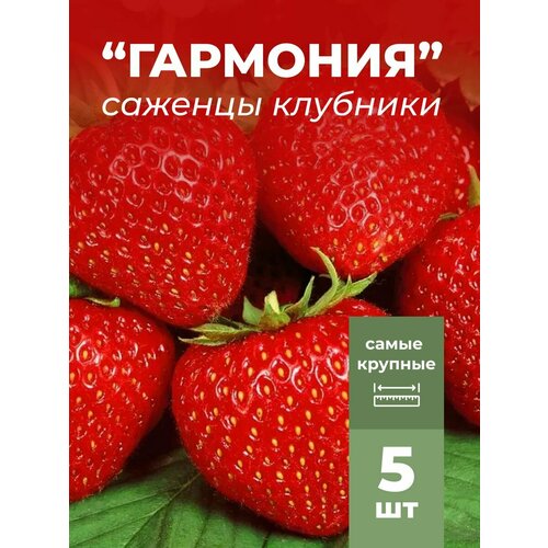 ���� �������� ����� ������������� ��������, �������/��������� �������� 5 ��, ������ �� 799 ���