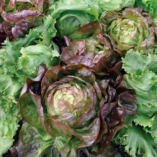 ���� ������ ����� �������� ������� ������, ����� 1 ����� ����� ������� ������, ������ �� 42 ���