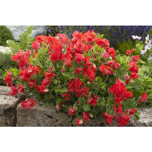 ���� ������� �������� �������, ����, �������������� �������� �������� � ���������� ������� ����-����� �����, 12 �����, ������ �� 231 ���