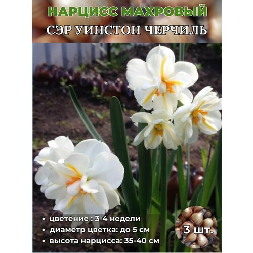 ���� ������� ��������. �������� 3 �����, ������ �� 400 ���