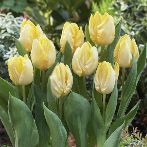     (3 ) Holland Bulbs ()   -     , -, 