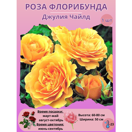 ���� ���� ���������� ������ �����, ����������� ����� ��� ����, ������ �� 450 ���