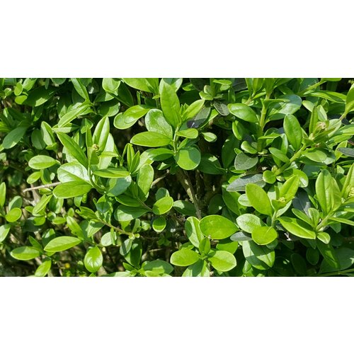 ���� �������� - ������ ���������� ��� �������� ����� �������� 50+ ��. � �������, ������ �� 399 ���