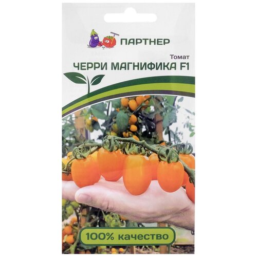 ���� ������� ����� ����� 