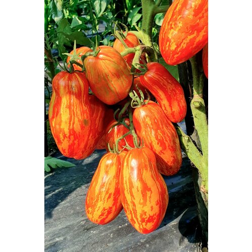 ���� ������ ����� ����������� ��������� (Pepper like Striped) / Seeds And Goods / � �������� zip-lock ��� ���������� 10 �����, ������ �� 249 ���