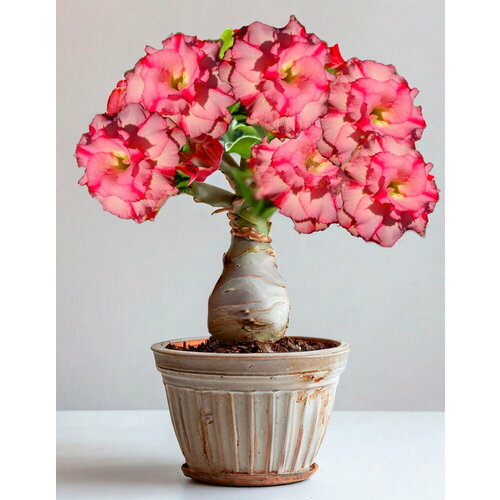 ���� ������������ ������ ������� Wanida 3 ��., ������ �� 600 ���