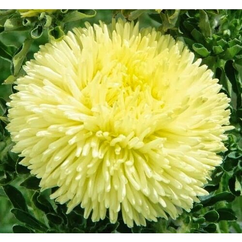 ���� ����� ������ ������, ����� ������� ������ ����������, �������� �� ���������� ������������� �����, 35 �����, ������ �� 260 ���