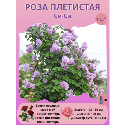 ���� ���� ��������� ��-��, ����������� �����, ������ �� 450 ���