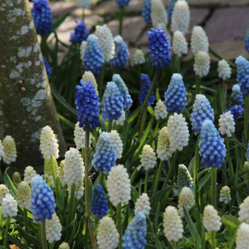 ���� ������� ����� (20 �������), ������ �� 437 ���