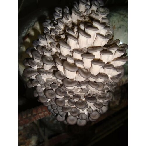      ( 35) - 100 .,   350 