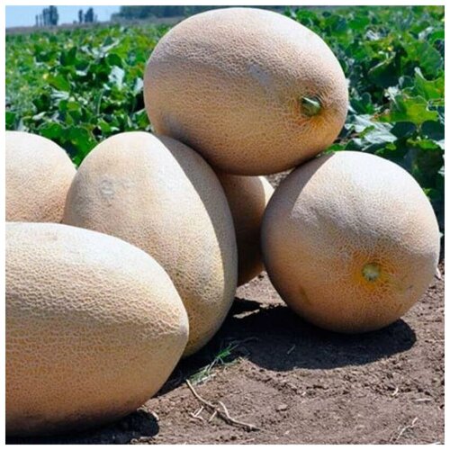 ���� ������ ������ ���� ��������� 10 ��., ������ �� 250 ���