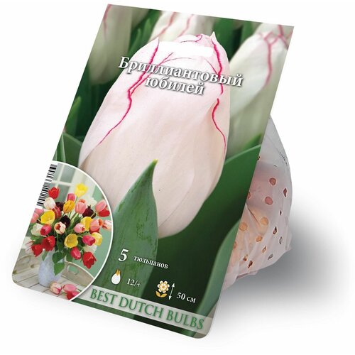 ���� ������� ������������� ������ 5 ������� 12/+, ������ �� 1099 ���