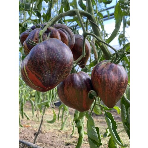 ���� ������ ����� �������� ������� ����������� (Rebel starfighter prime), 10 ����, ������ �� 350 ���