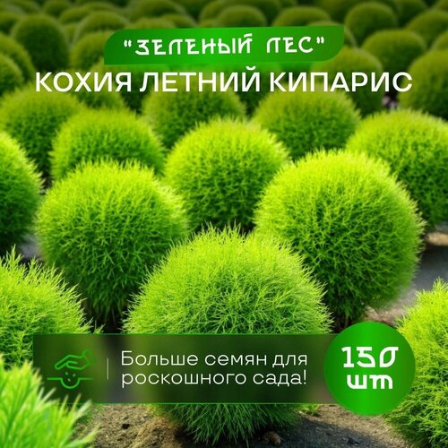 ���� ����� ������ ������� ������� ��� ������ 150 ��, ������ �� 525 ���