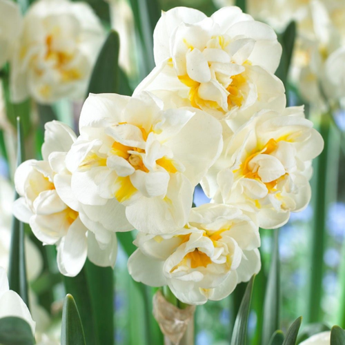   THE BRIDE (5 ),   470 