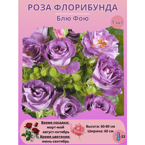 ���� ���� ���������� ��� ���, ����������� ����� ��� ����, ������ �� 450 ���