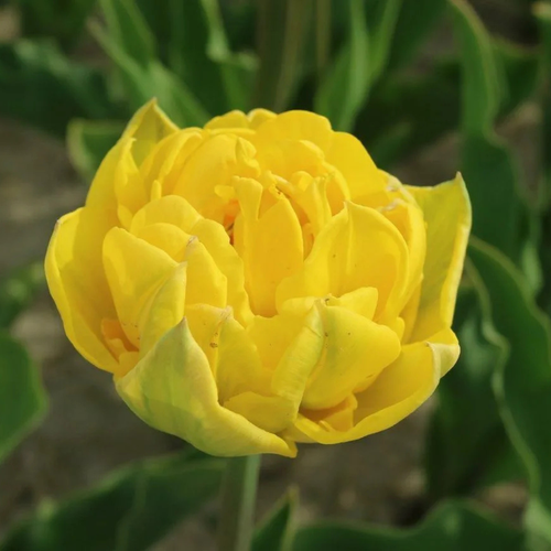 ���� ������� ���� ����� (5 ��), ������ �� 425 ���