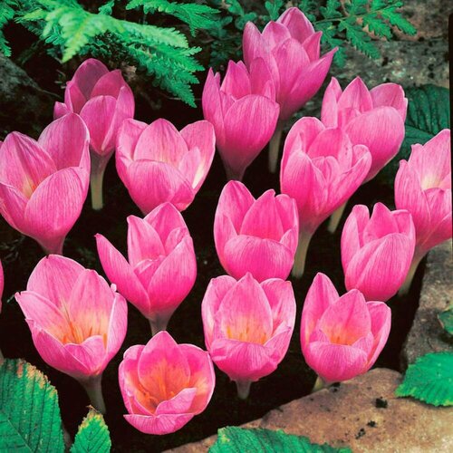 ���� �������� ������ ���� (�������) 5 ��. � ��������, ������ �� 707 ���